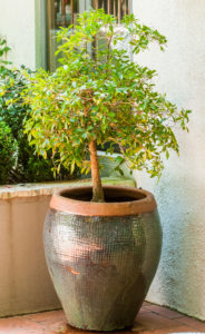 Trees-ideal-for-containers_Transvaal-Red-Milkwood