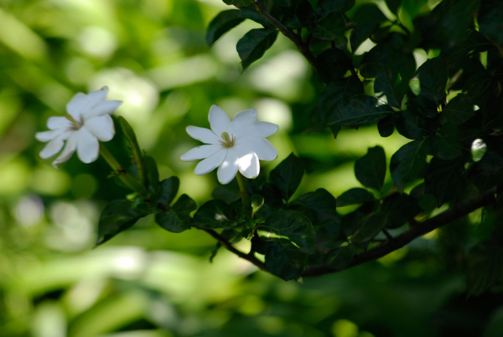 Trees ideal for containers _Wild-Gardenia