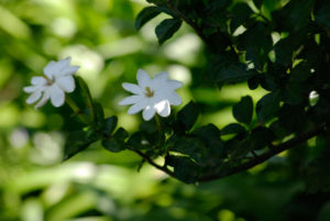 Trees-ideal-for-containers_Wild-Gardenia