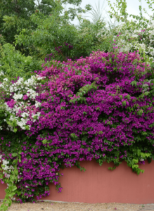 Growing bougainvilleas_Purple Robe-min