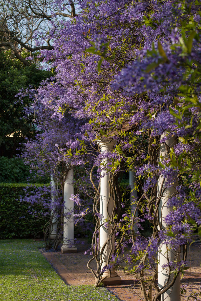 Petrea-volubilis - purple plants - SA Garden and Home