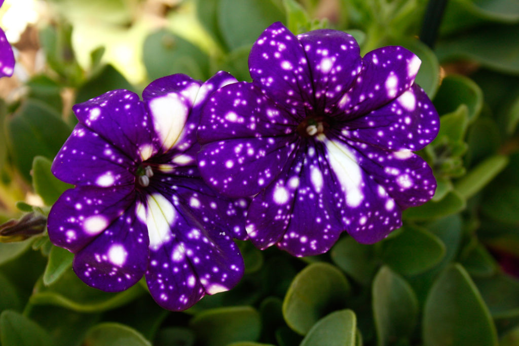 Petunia Night Sky - purple plants - SA Garden and Home