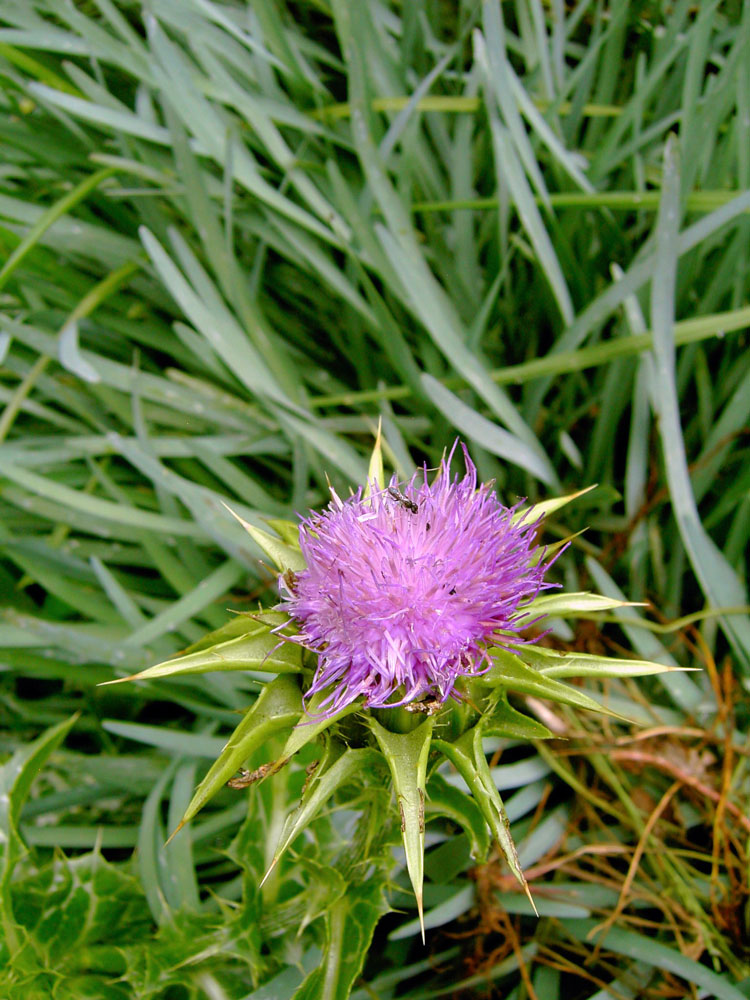 how-to-grow-body-cleansing-herbs-milk-thistle