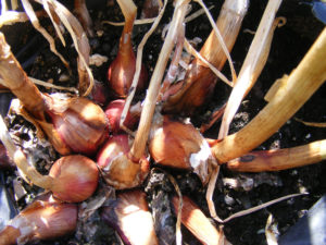 growing_onions_all_year-round