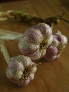 Growing Garlic 1