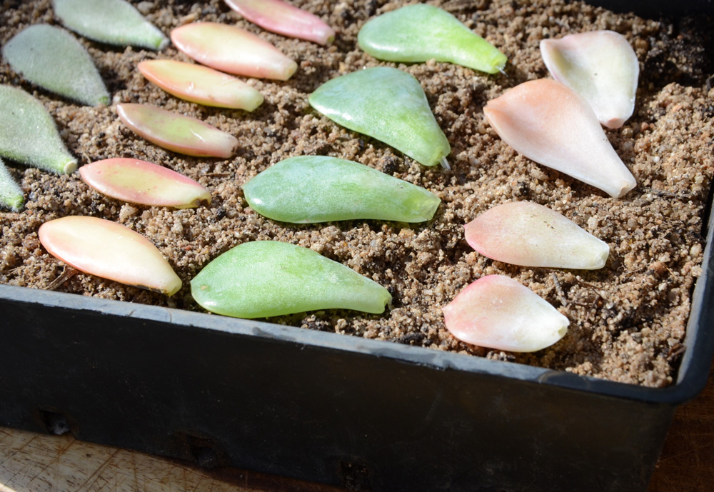 an easy way to propagate succulents 2