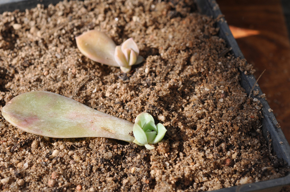 an easy way to propagate succulents 3