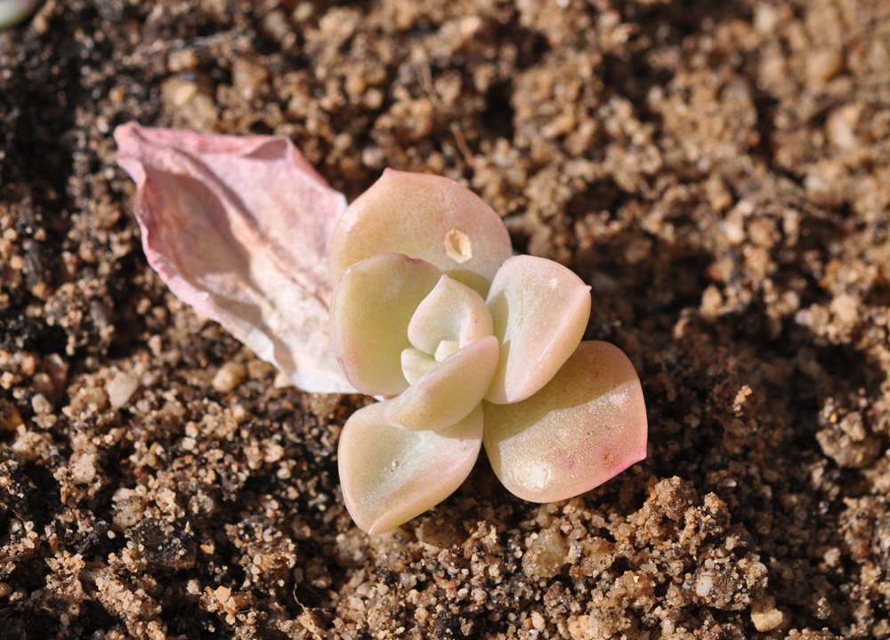 an easy way to propagate succulents 4
