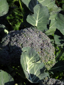 anti-ageing plants -- broccoli
