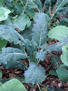 anti-ageing plants -- kale