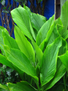 anti-ageing plants -- turmeric 2