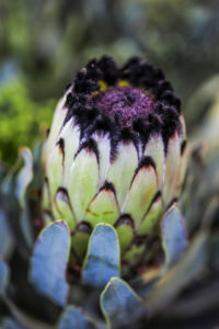 growing proteas -- 6