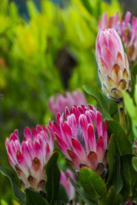 growing proteas -- 3
