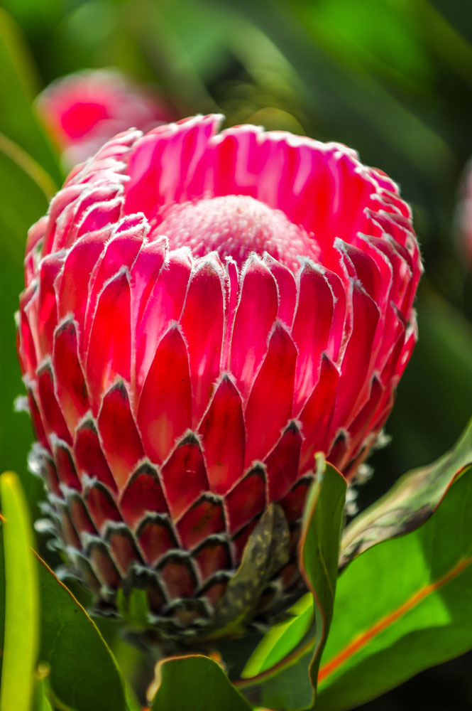 growing proteas -- 5