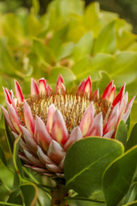 growing proteas --4