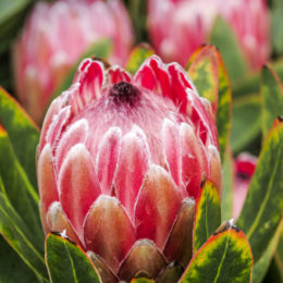 growing proteas