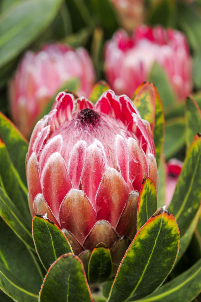 growing proteas