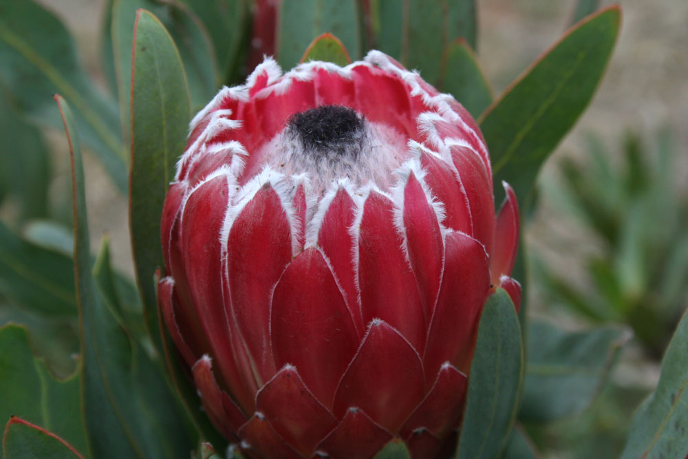 growing proteas-- 1