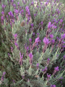 5 ways to use lavender