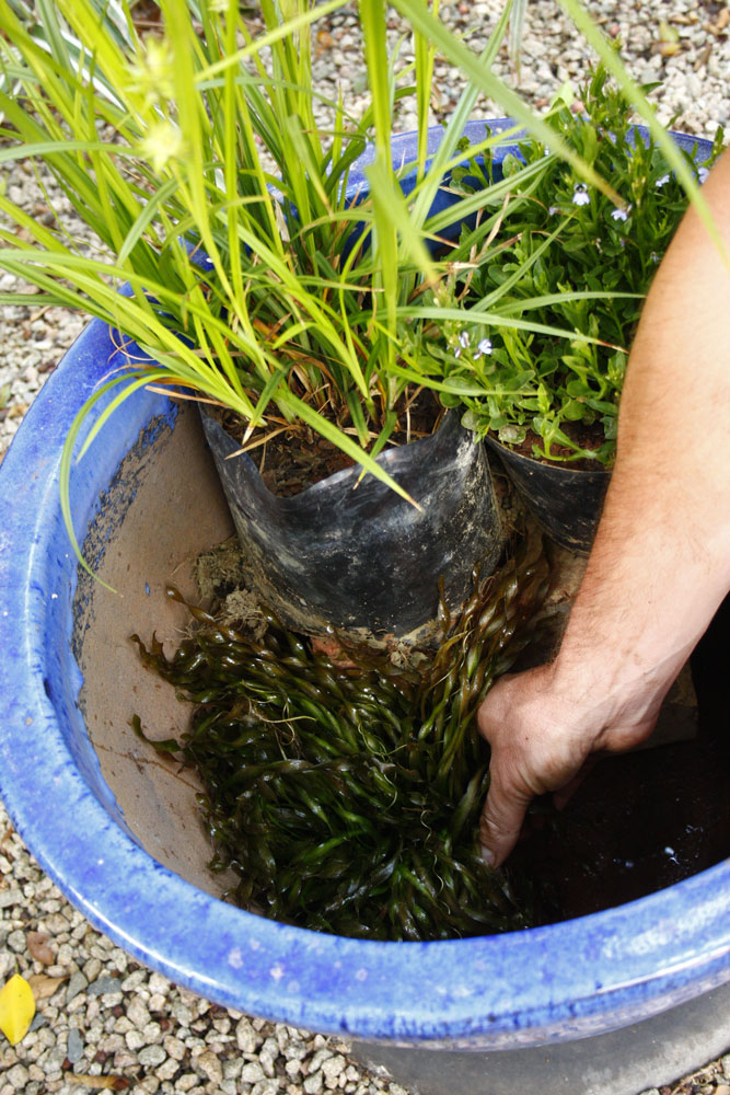 make a water garden in a container