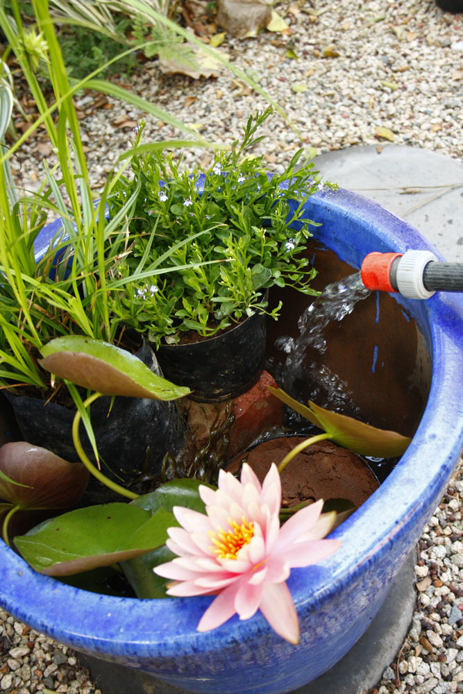 make a water garden in a container 5 