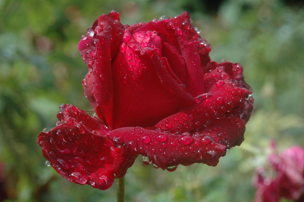 Rose - Edible Flowers