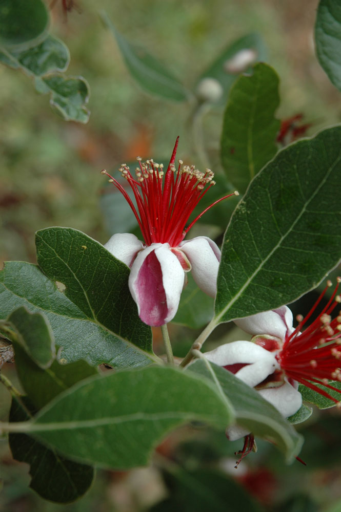 Exotic Pineapple guava flowers - edible flowers