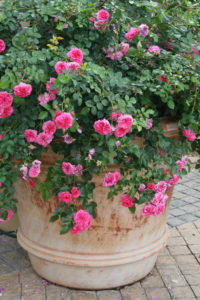 roses in containers