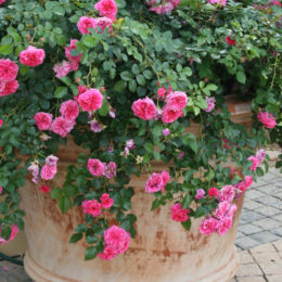 roses in containers