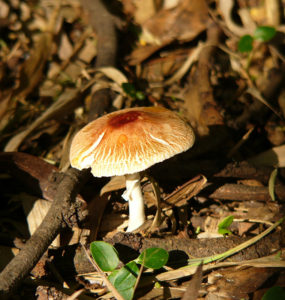 mushrooms in the garden 2