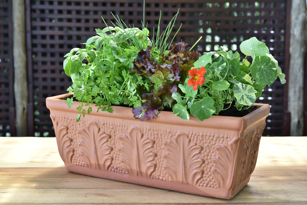 Planting a herb window-box FINISHED