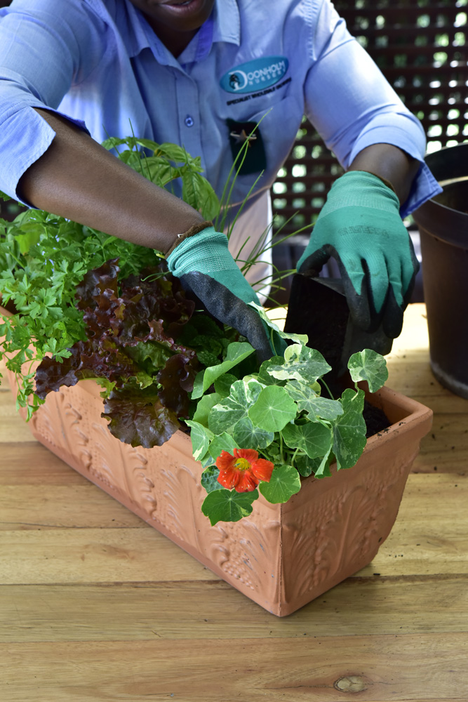 Planting a herb window-box FINAL STEP