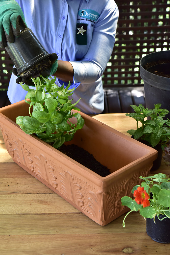Planting a herb window-box STEP TWO