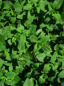insect repellent herbs