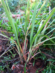 insect repellent herbs -- lemon grass