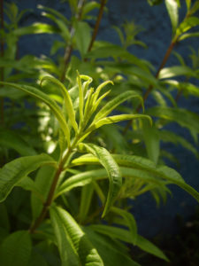 insect repellent herbs - lemon verbena