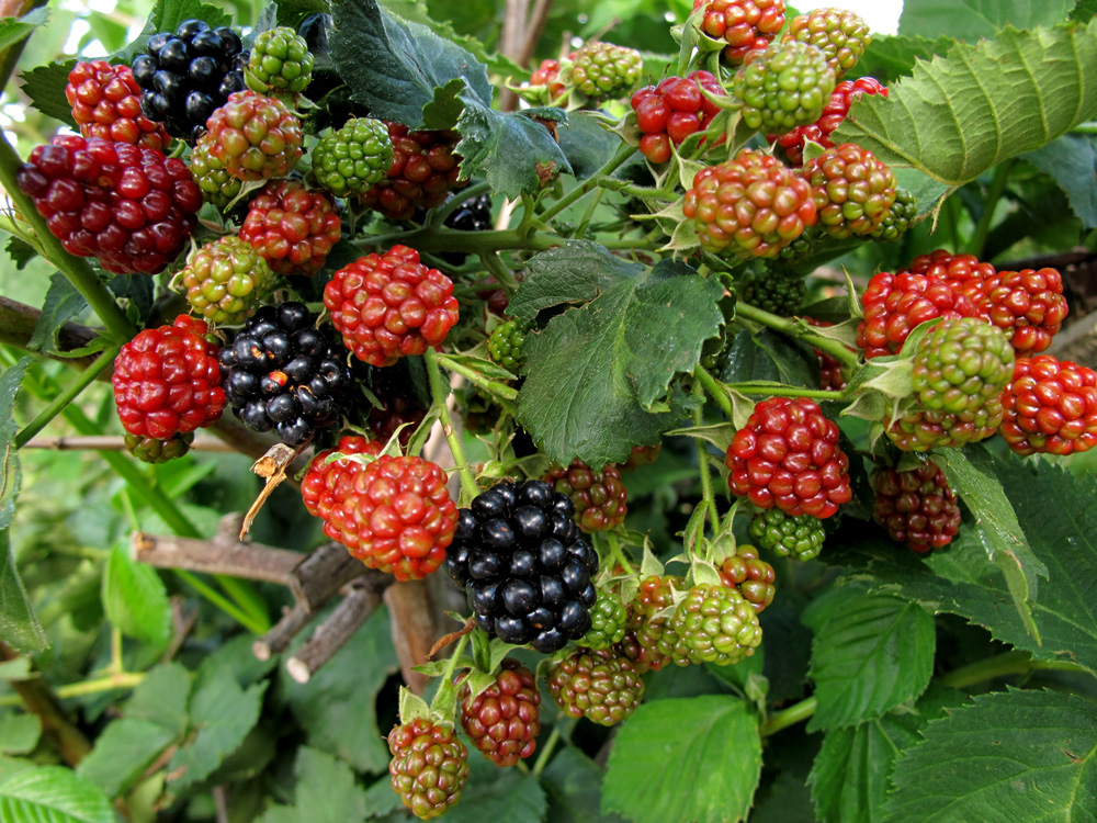 how to grow tayberries - - making granitas - SA Garden and Home