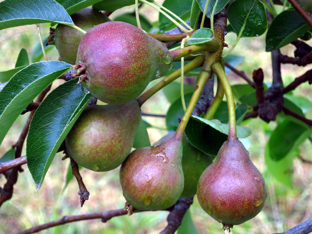 how to grow pears - making granitas - SA Garden and Home