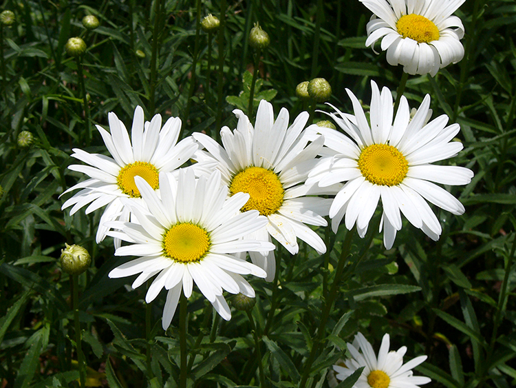 WHITE FLOWERS - WHITE GARDEN 04