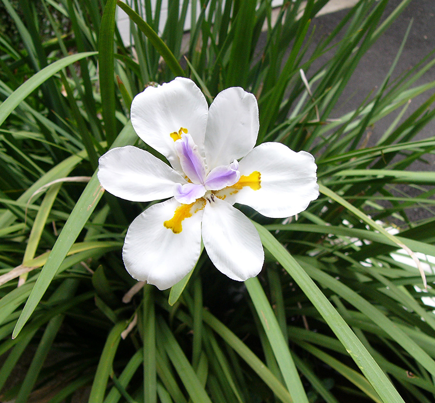 WHITE FLOWERS - WHITE GARDEN 01