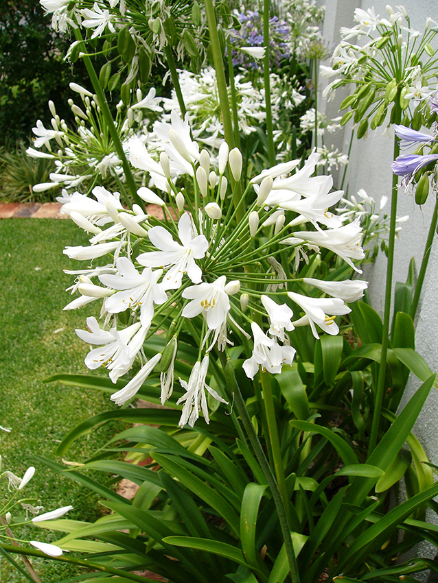 WHITE FLOWERS - WHITE GARDEN 01