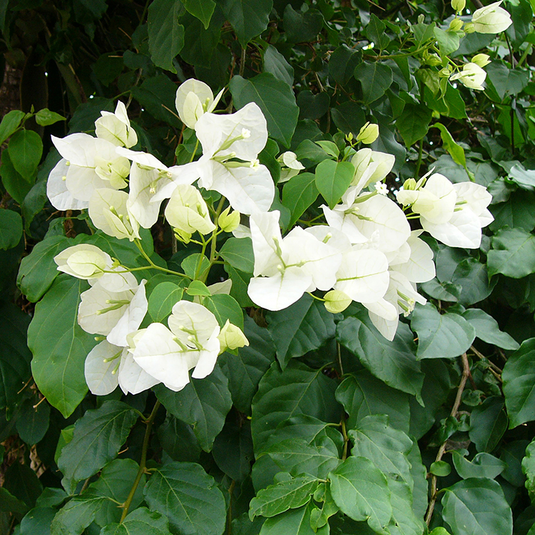 WHITE FLOWERS - WHITE GARDEN 05