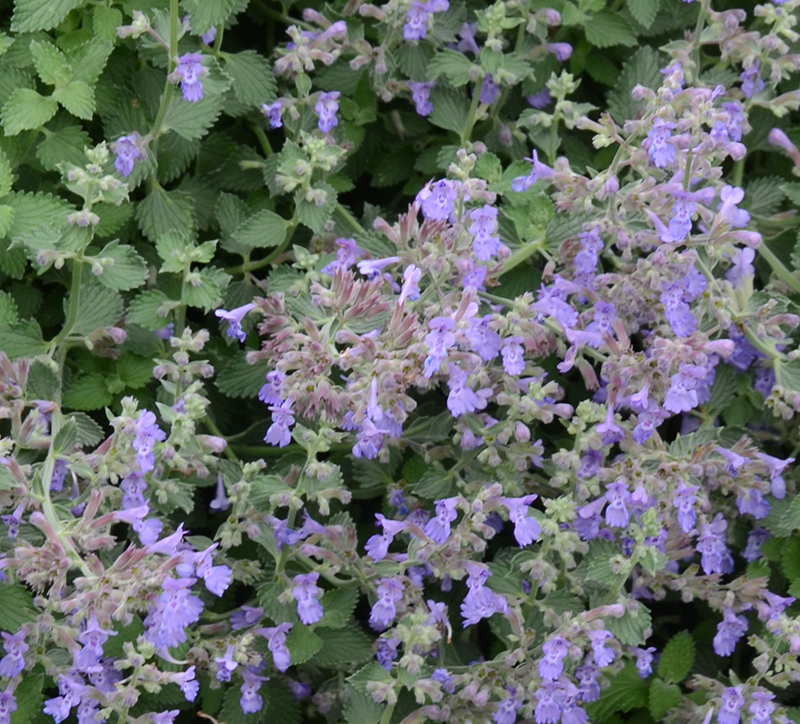 gardening for pets - catmint - SA Garden and Home