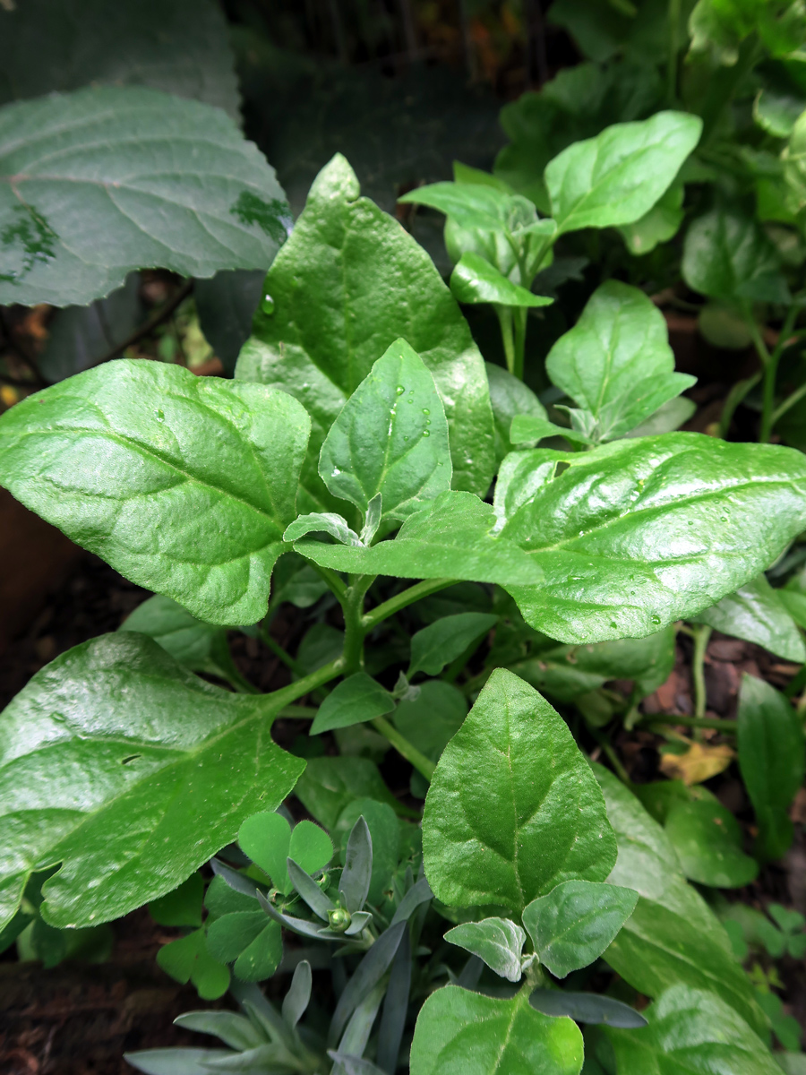 how to grow spinach New Zealand spinach