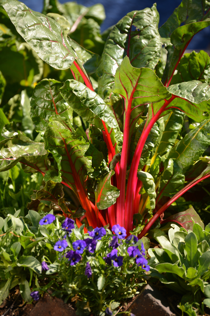 how to grow spinach Swiss chard