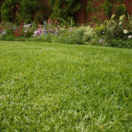 water-wise lawns