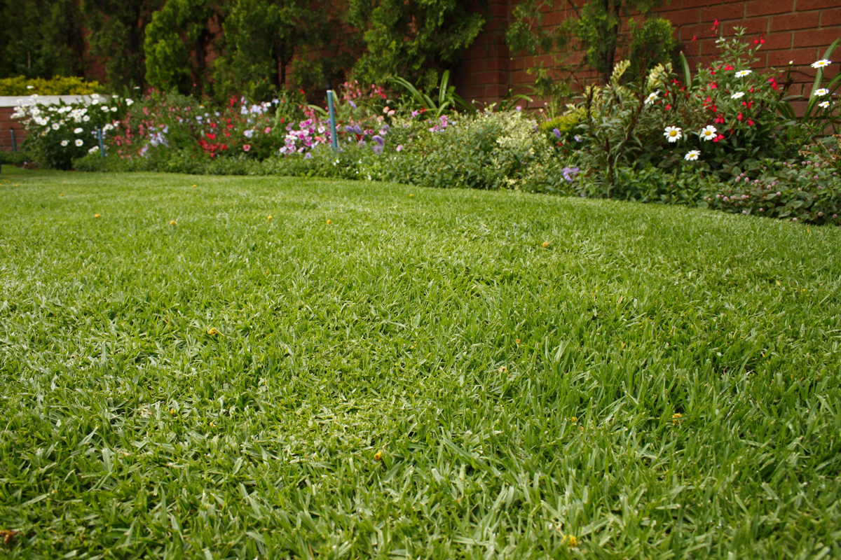 water-wise lawns