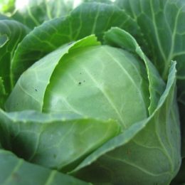 Growing winter veggies - cabbage