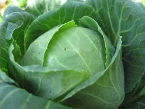 Growing winter veggies - cabbage