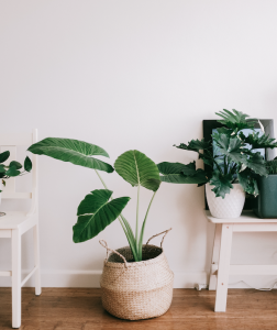 The benefits of indoor plants